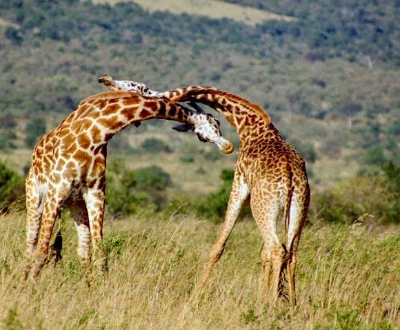 jerapah berantem pukul leher panjang
